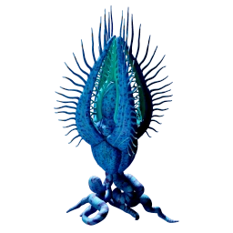 Angel Comb Juvenile
