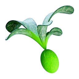 Cherimoya Rotsac