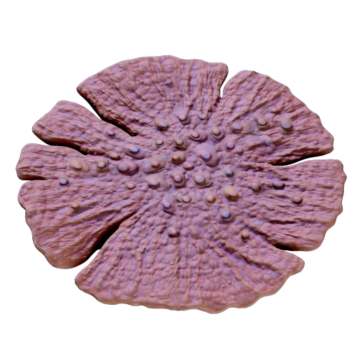 Dragon's scale coral