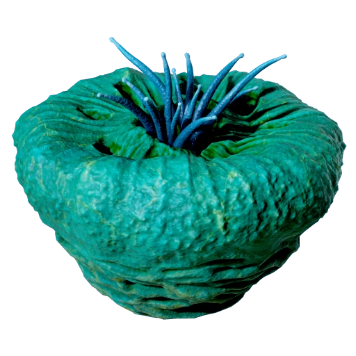 Donut of Worms