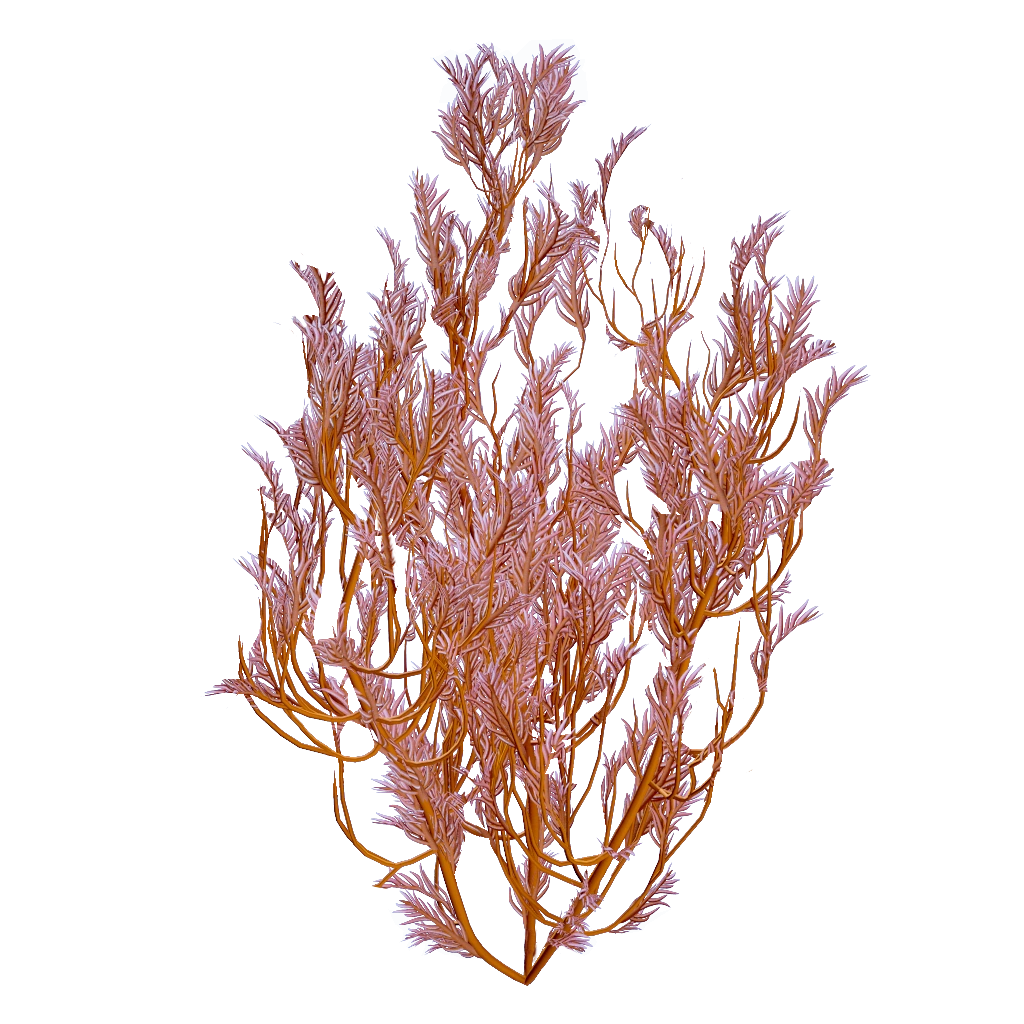 Feather Kelp