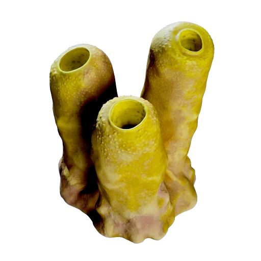 Jack Sponge